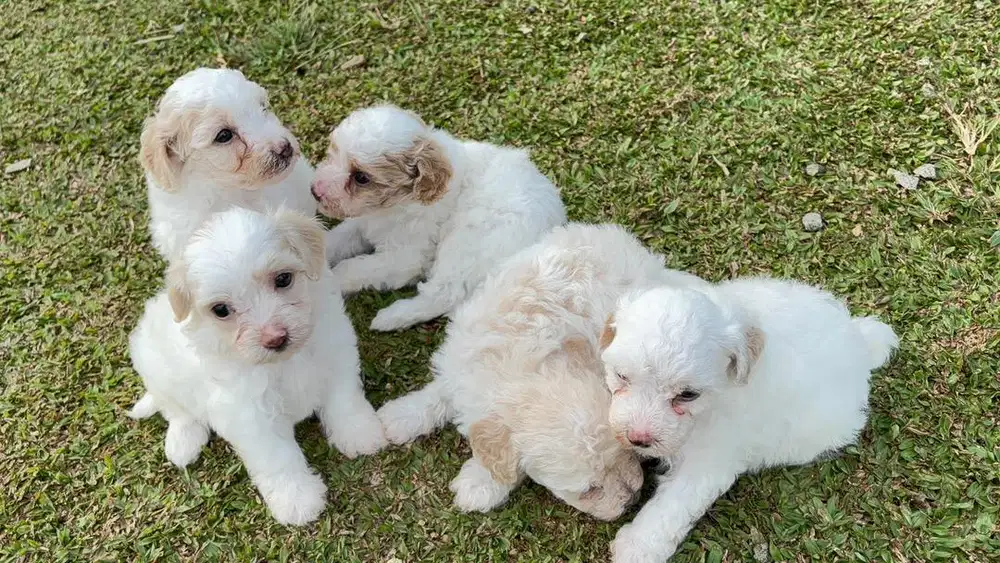 ANAK ANJING MALTIPOO MALTESE MIX POODLE