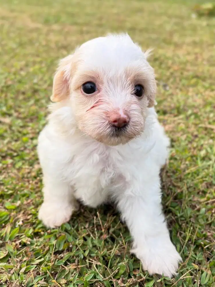 ANAK ANJING MALTIPOO MALTESE MIX POODLE