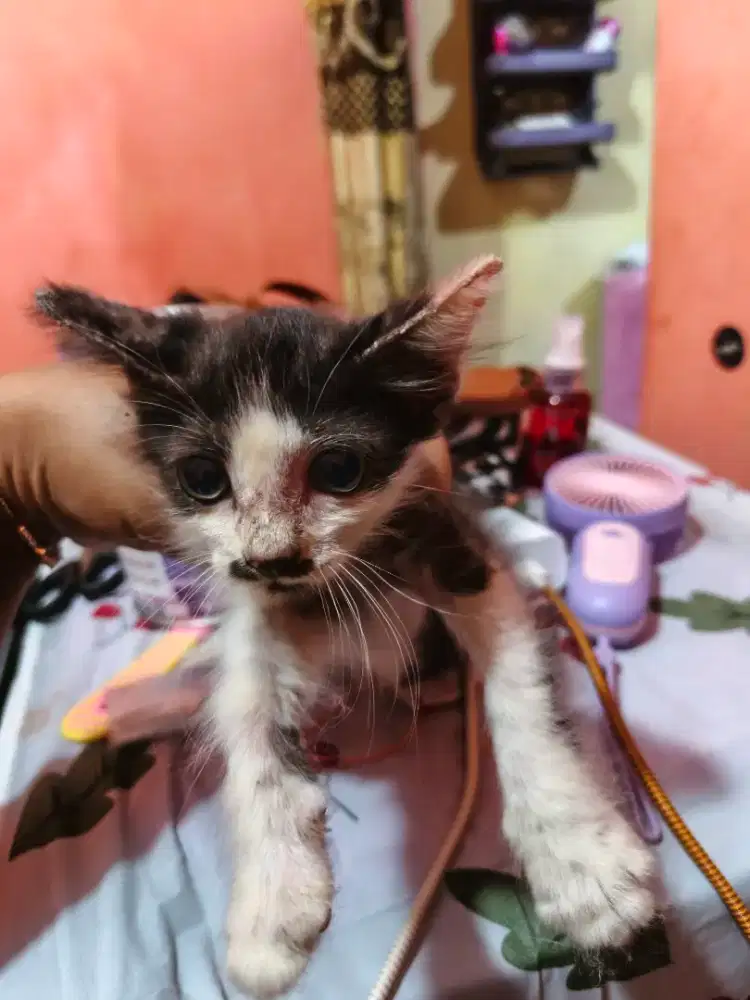 Open adopsi kucing jantan