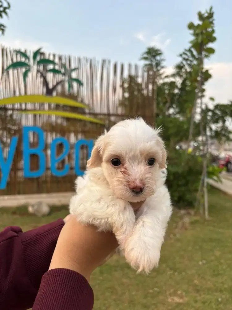 ANAK ANJING MALTESE MIX POODLE
