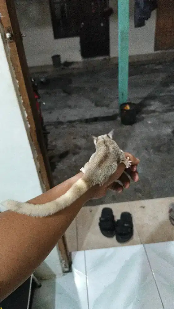 Sugar glider Mozaik JOEY