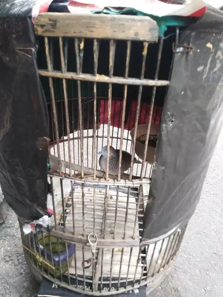 Perkutut lokal alam suara besar ( burja )