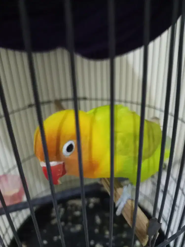 Burung Lovebird