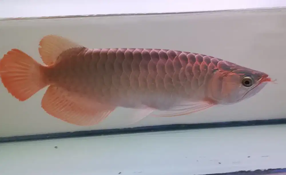 Arwana Super Red 40cm
