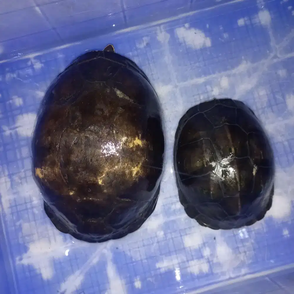 Kura kura ambon 200rb 2 ekor