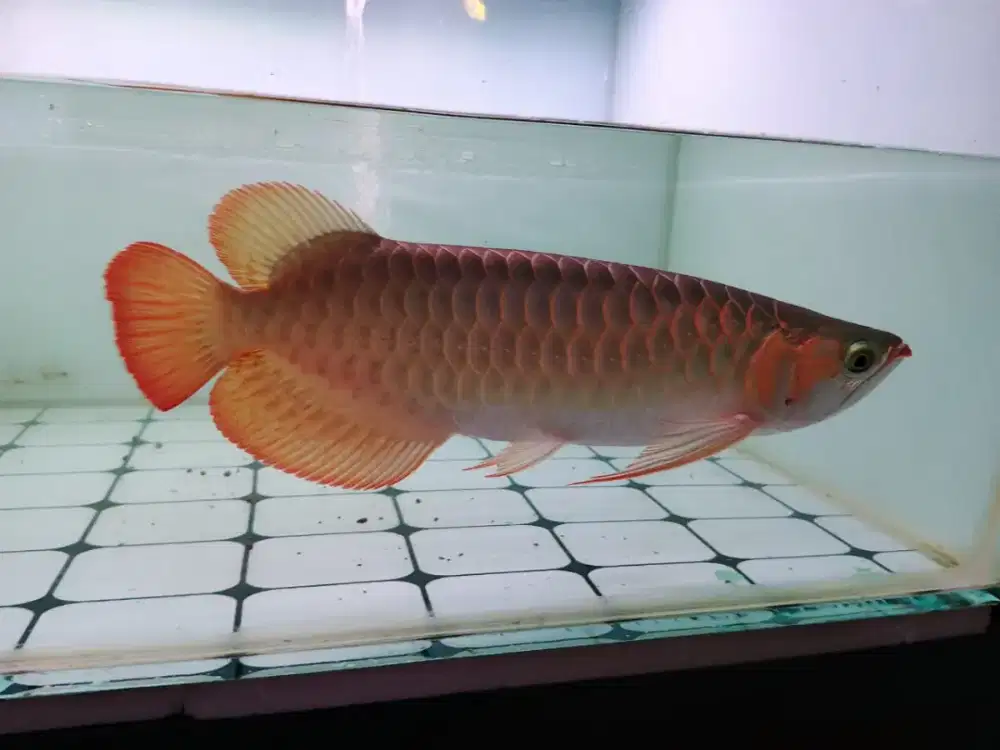 Arwana Super Red 40cm