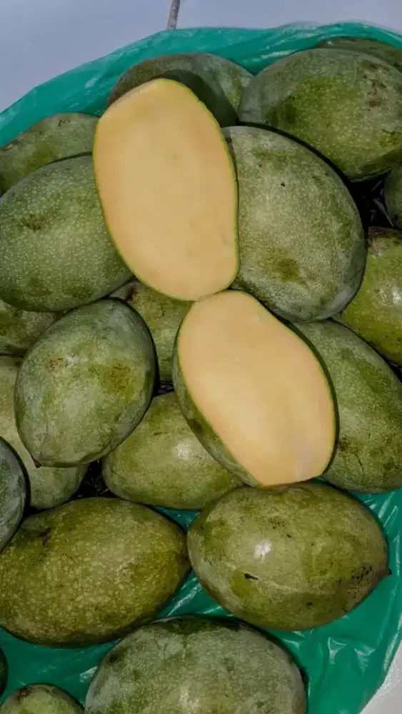 Mangga manalagi siap makan