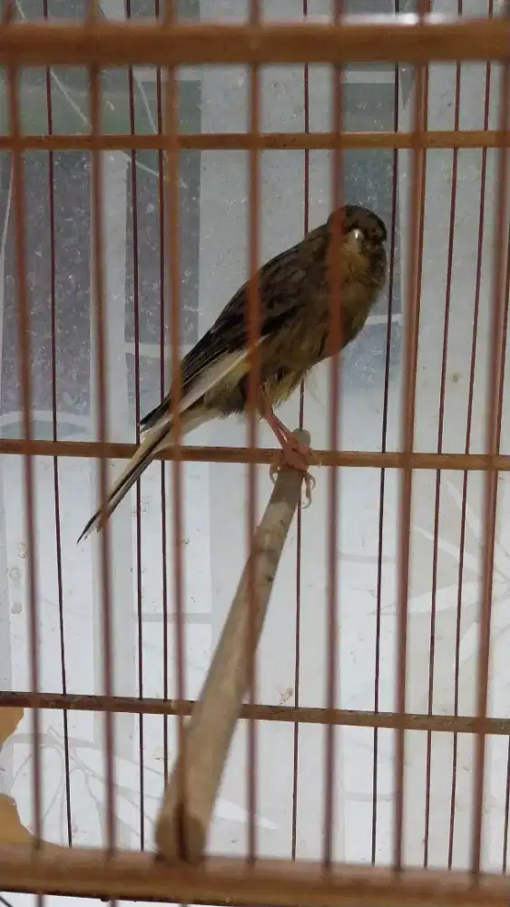 Burung kenari AF gacor door