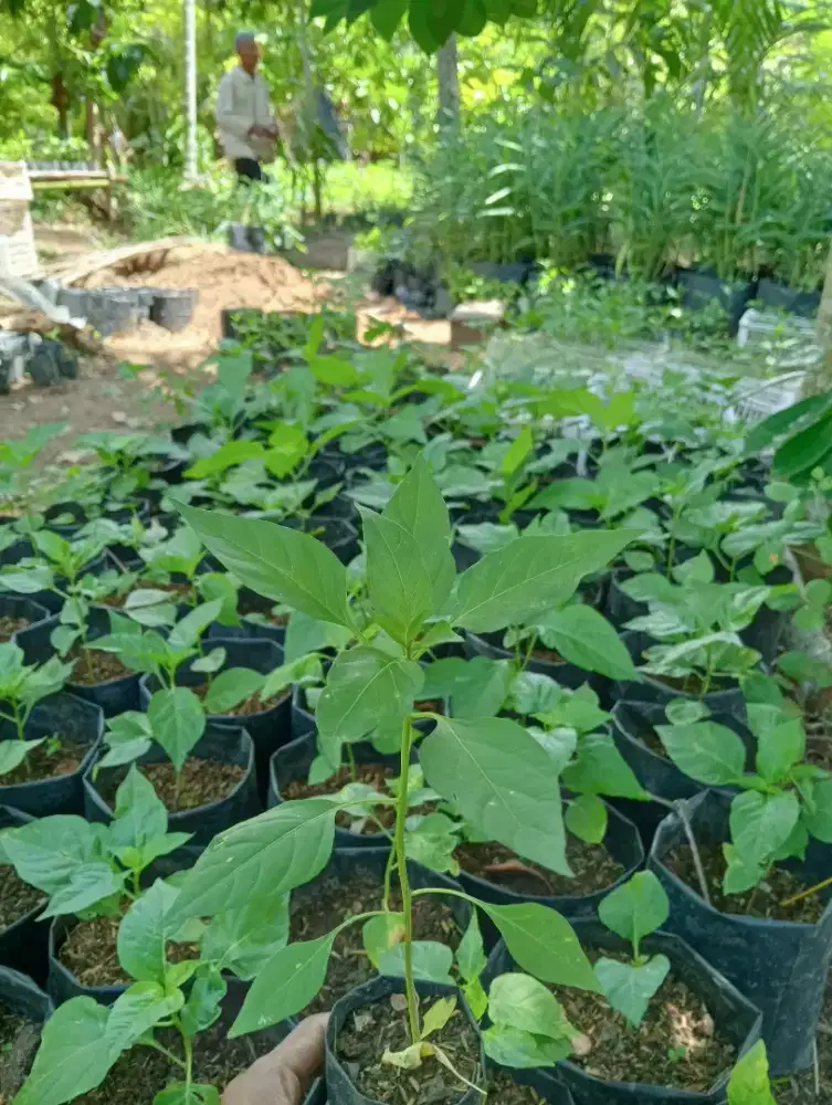 Bibit cabe rawit