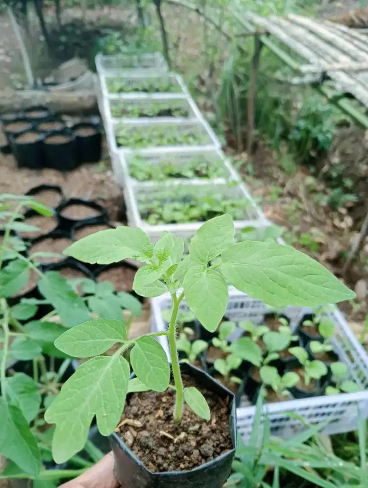Bibit tomat sayur