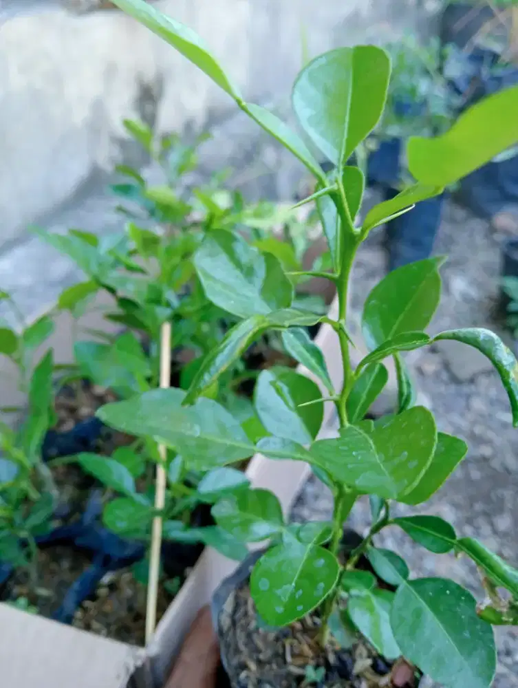 Bibit jeruk purut