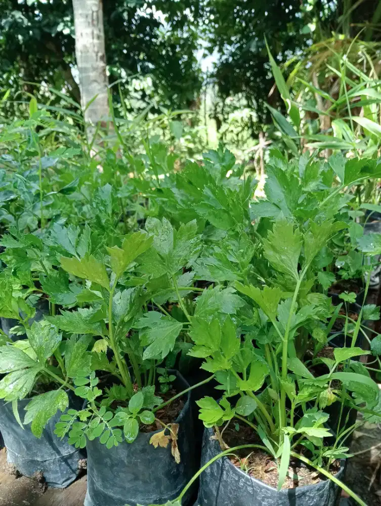 Tanaman seledri Aceh