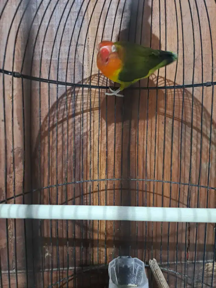 Love bird betina olive