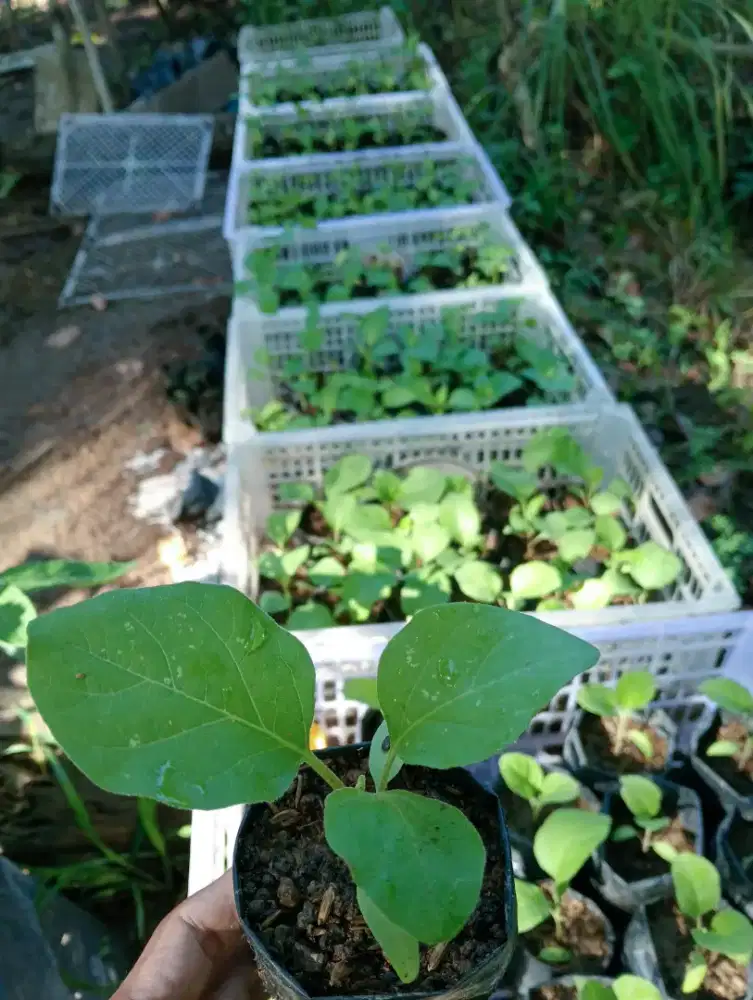 Bibit terong ungu