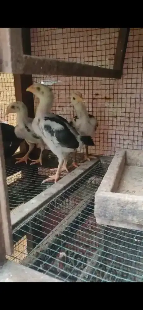 Anak ayam pakhoy