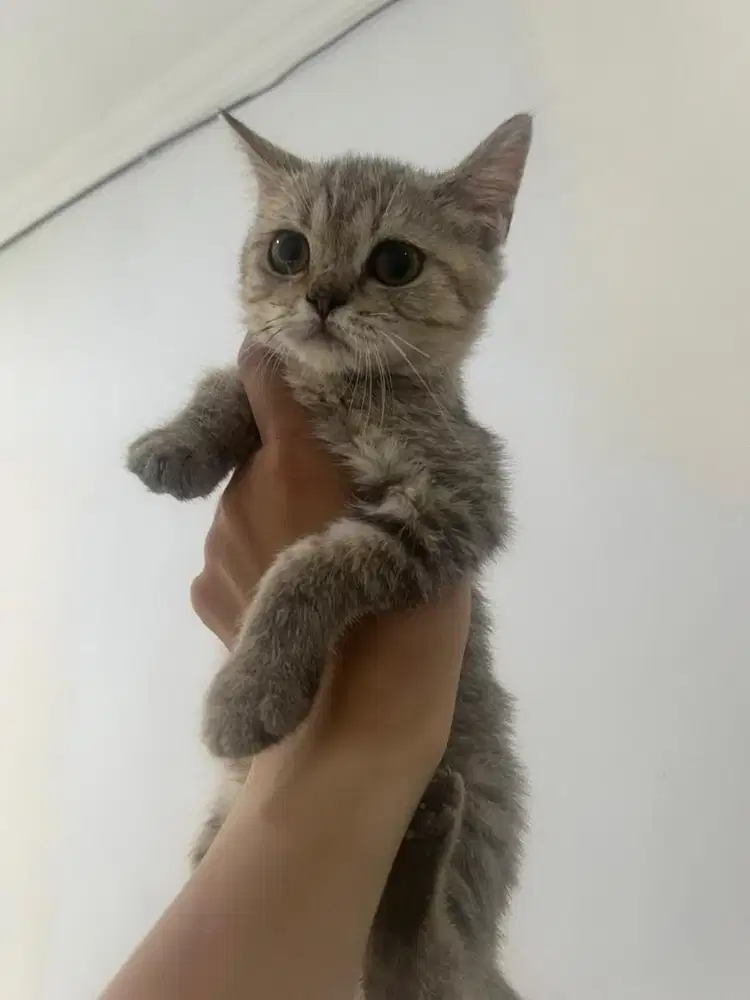 Di Cari Admin Pet Shop Perempuan ( Tidak Takut Hewan )