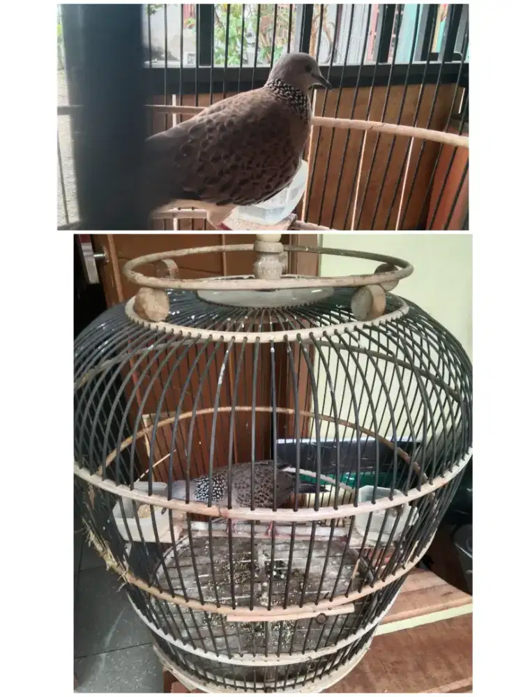 Tekukur kuk 1 FS