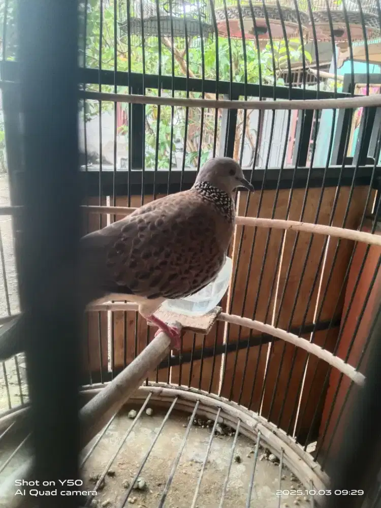 Tekukur kuk 1 dewasa rajin