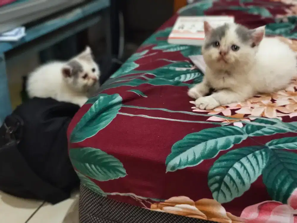 Kucing mix bapak peaknose Exotix short hair, ibu Persian long hair