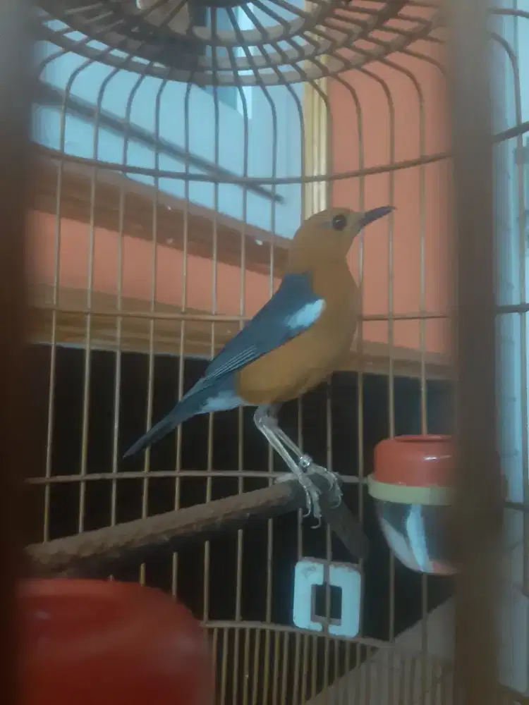 Burung anis merah