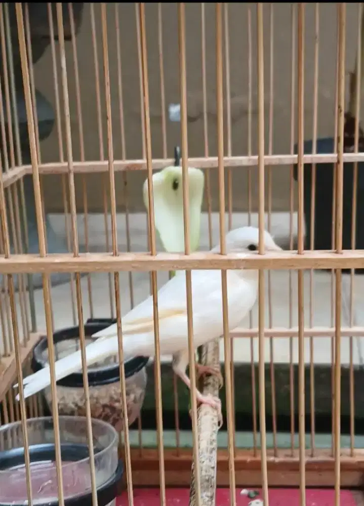 Kenari loper putih gacor