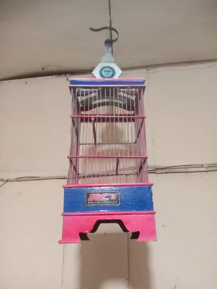 Kandang burung pleci