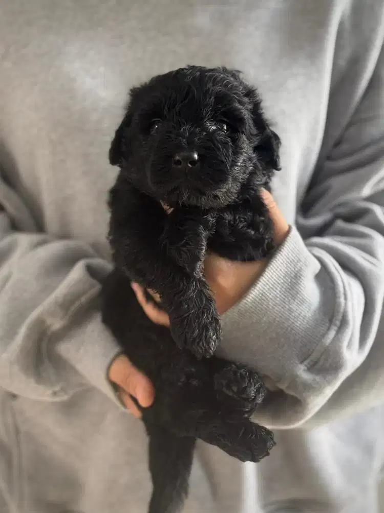 Black Labradoodle