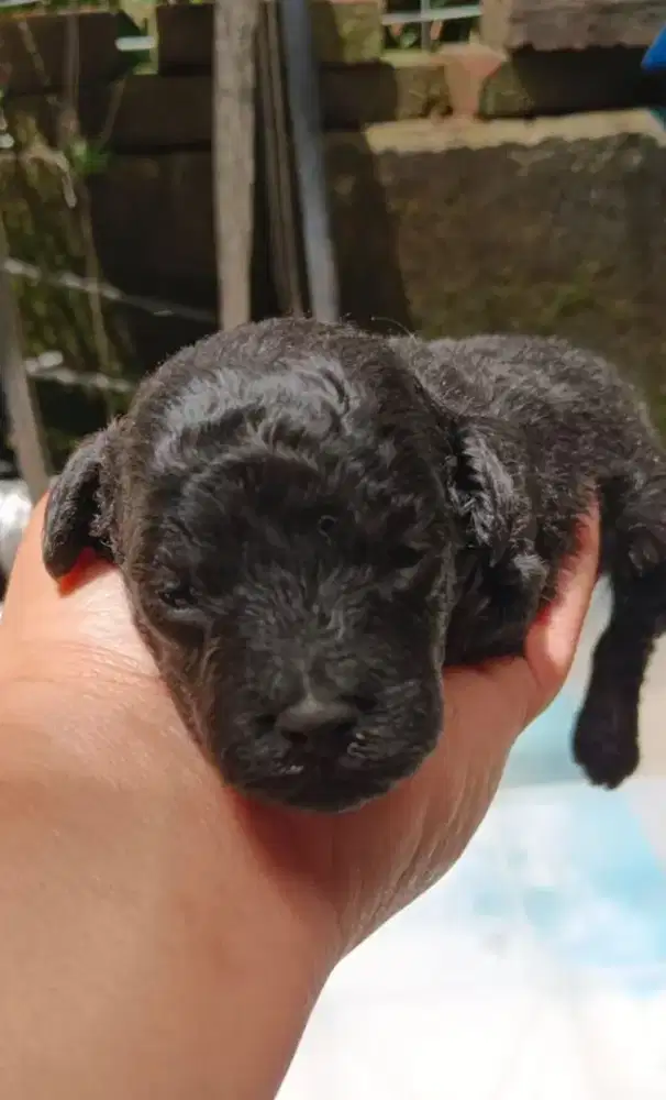 Sepasang Poodle puppies