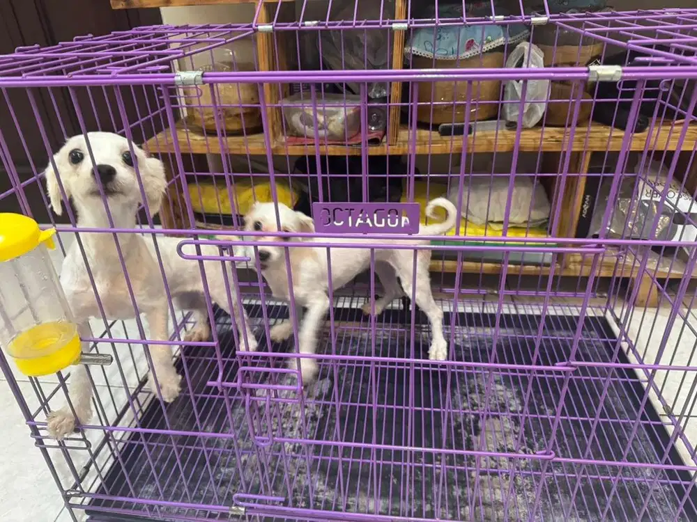 Indukan maltese stambum