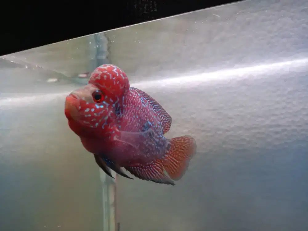 Ikan louhan kamfa f3