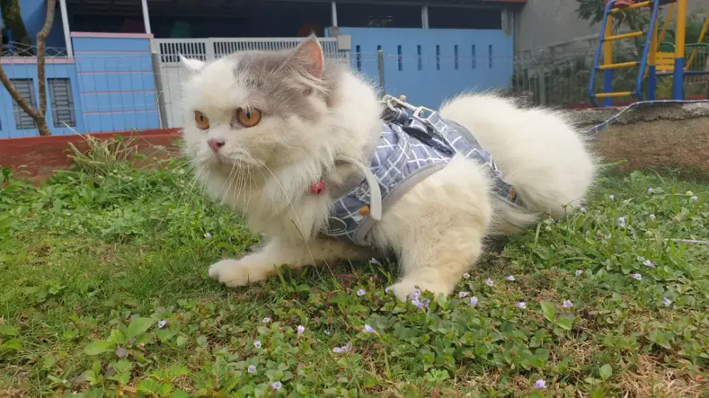 Kucing persia Blue white van