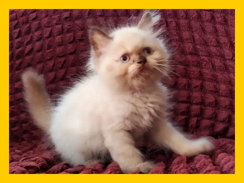 Anak Kucing Himalaya Mata Biru