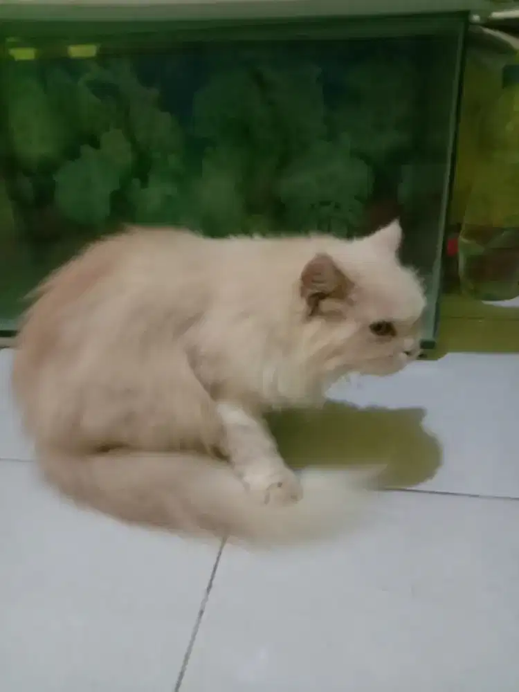 Adopsi kucing persia anggora