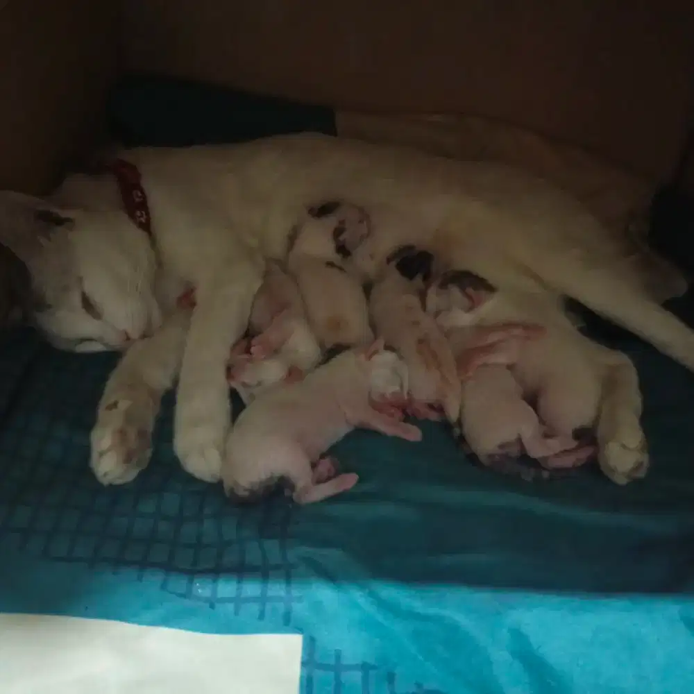 Open Adopt Induk kucing +anaknya 6 ekor