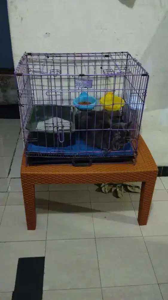 Dijual kandang kucing