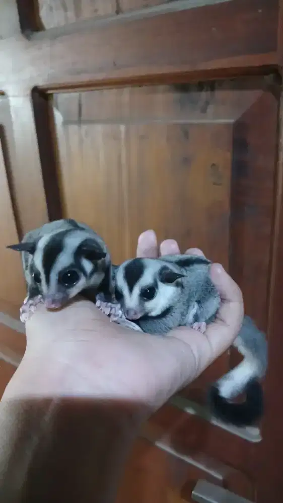 Sugar glider joey