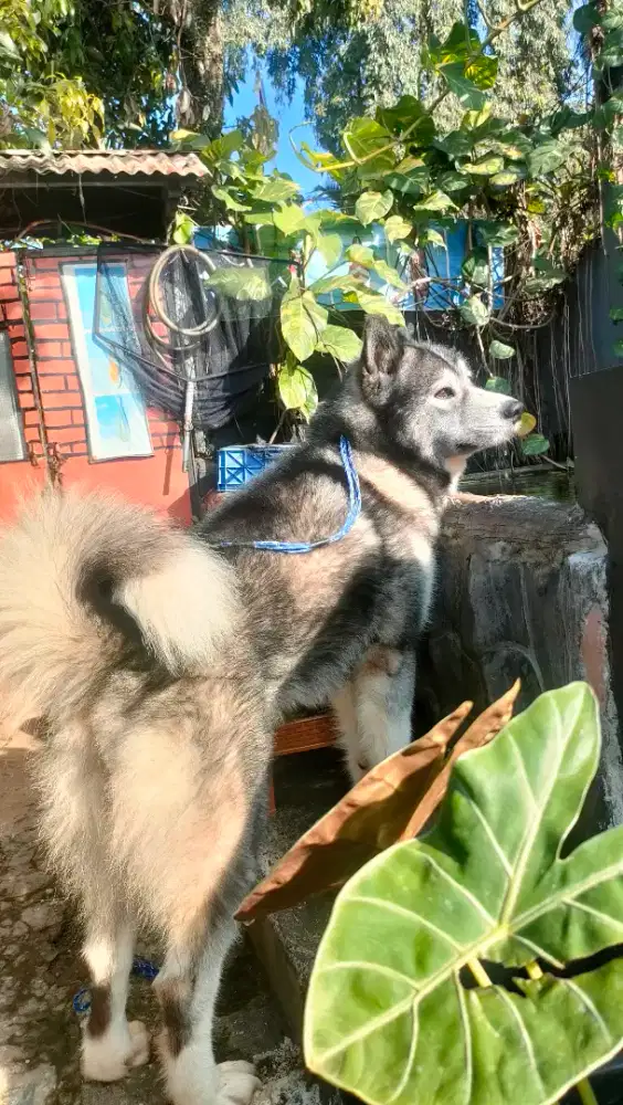 Alaskan malamute jantan dewasa tulang besar body sangat besar