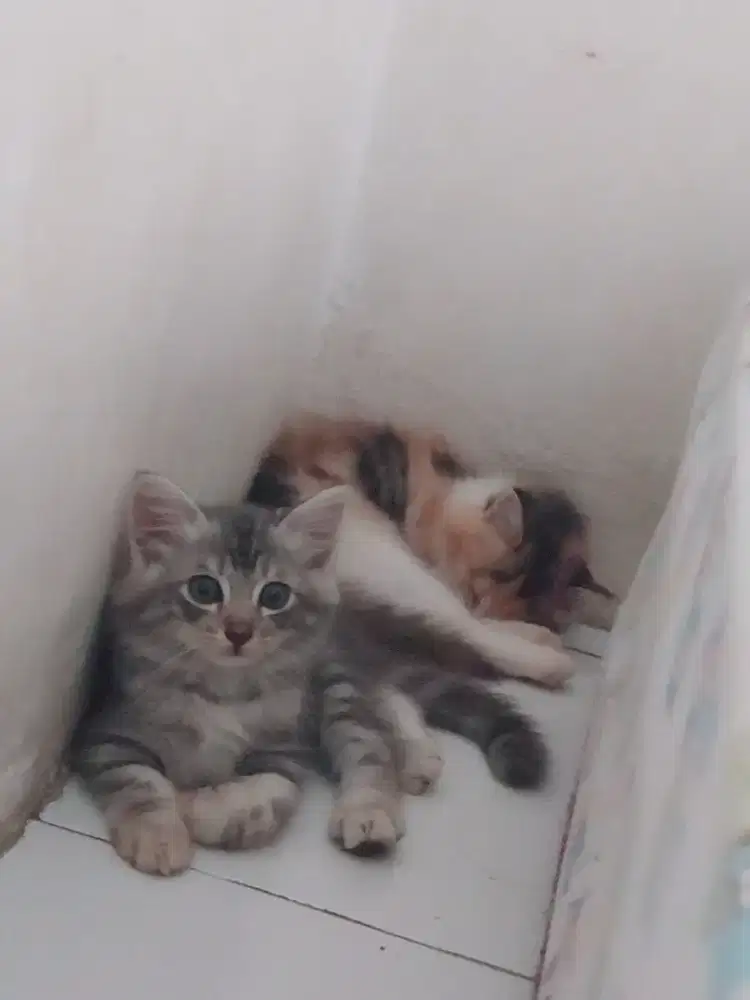 Kitten Persia Medium