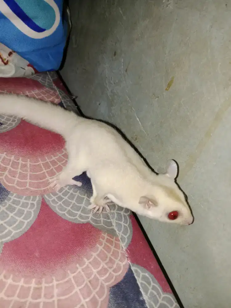 Sugar glider creamino joey