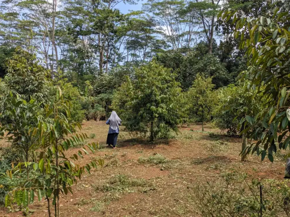 Kebun Durian&Alpukat Produktif Jumantono Karanganyar