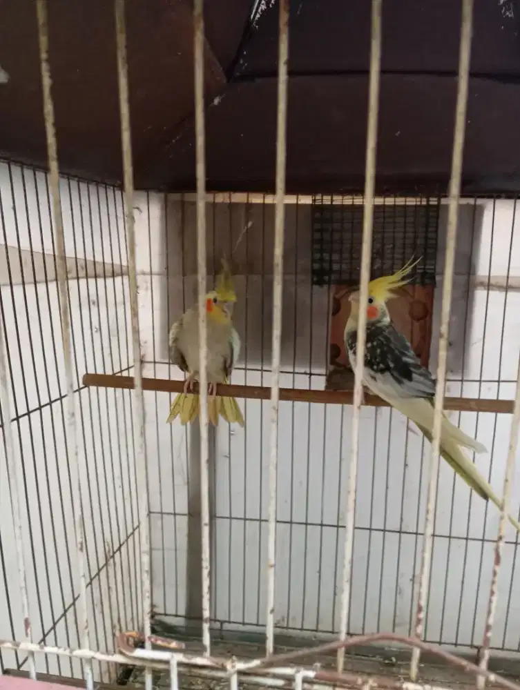 Burung Falk sehat