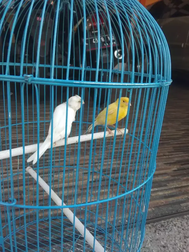 Burung kenari betina umur 5 bulanan