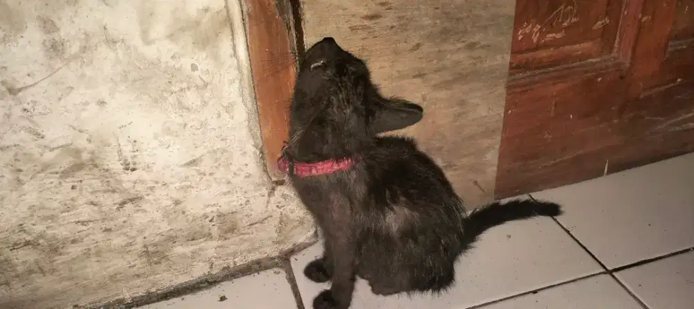 Anak kucing hitam
