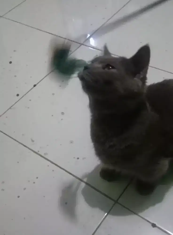 Munchkin British short hair