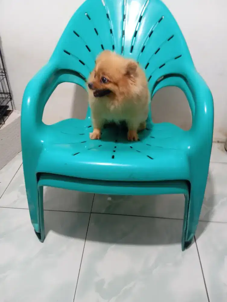 Mini Pomeranian Betina