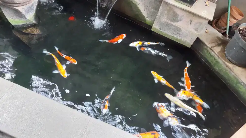 Ikan koi borongan