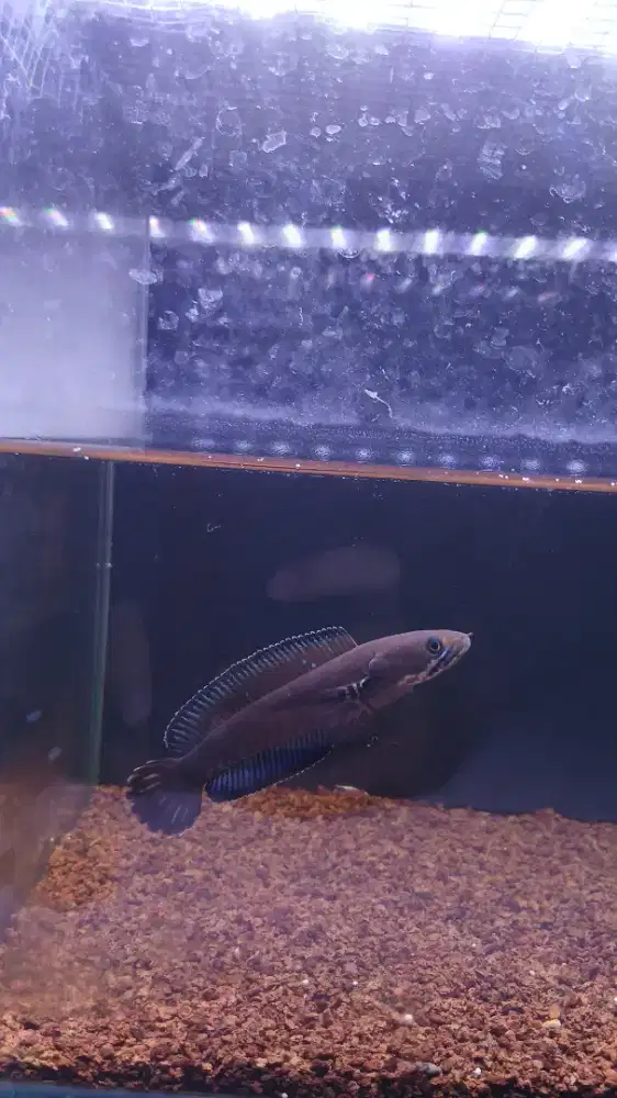 Ikan Chana Andrao