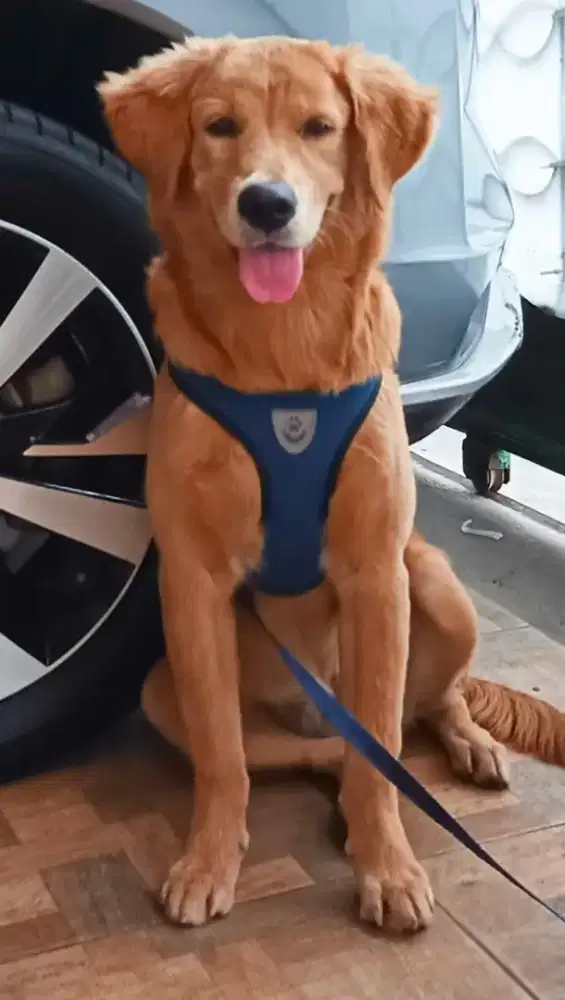 Golden Retriever cantik