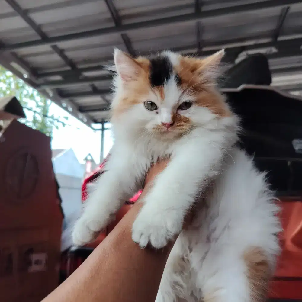 Kucing Persia Betina 2,5bln