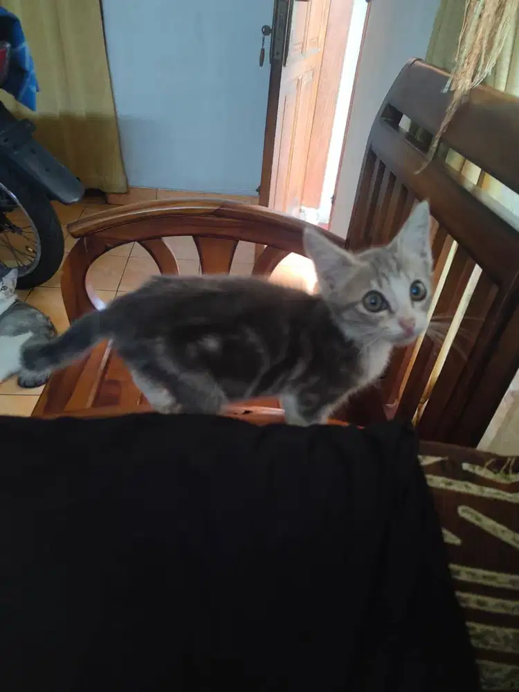 Kitten Mix Marble motif
